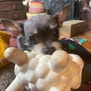 Meet your Posher, Jenny